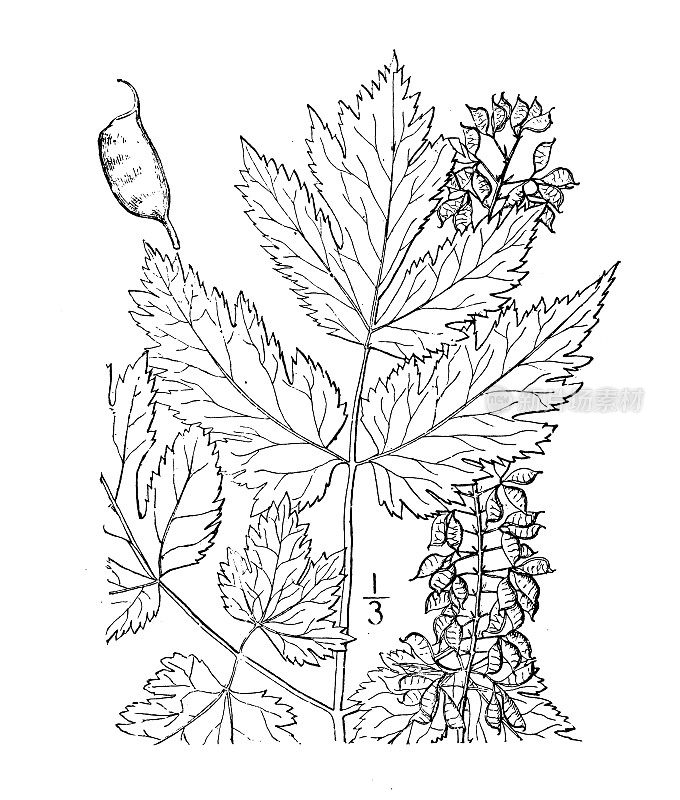 古植物学植物插图:Cimicifuga Americana, American Bugbane